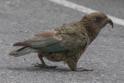 Nestor notabilis (Kea).jpg